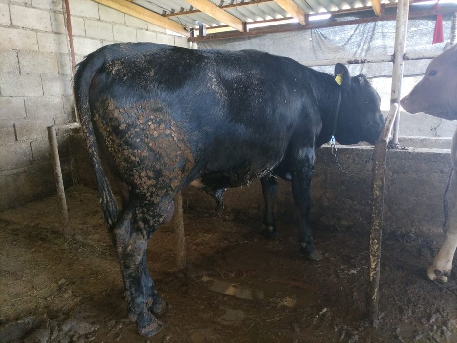 4. Бука сатылады