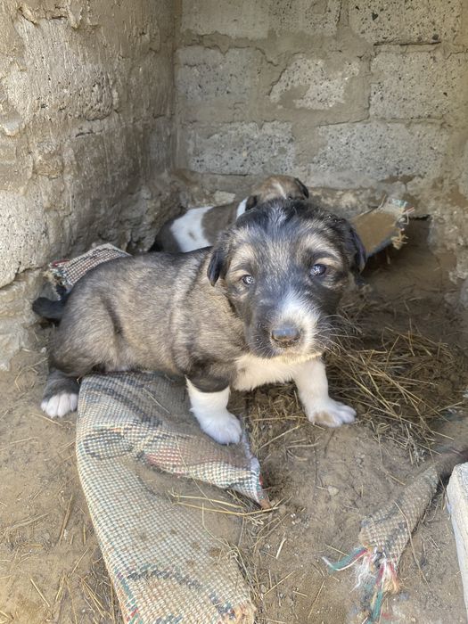 Алабай күшіктері сатылады
