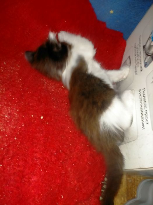 Отдам котенка девочку