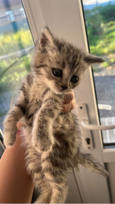 продам котенка девочка