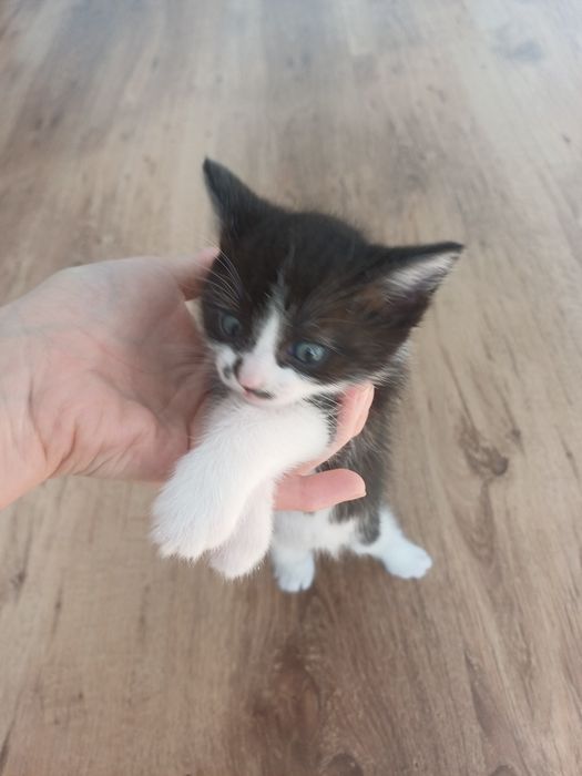 Отдам котенка в добрые руки