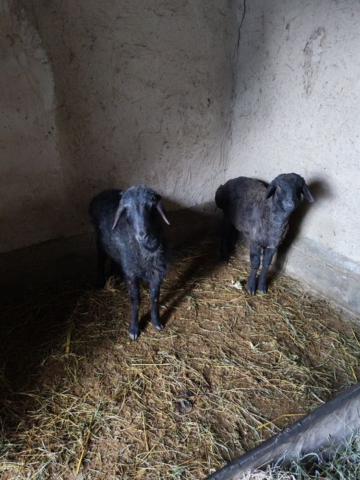 Qo'chqor barrala sotiladi.Duragay