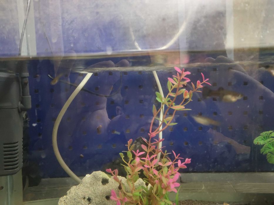 Аквариум и аквариумные рыбки