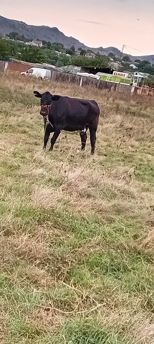 Vaca.