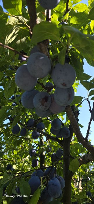 Prune pentru țuică sau dulceața