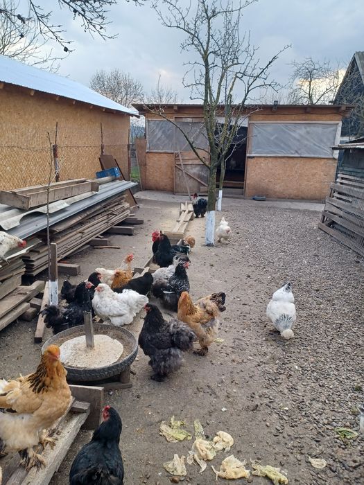 Vand pui brahma  varsta doua luni