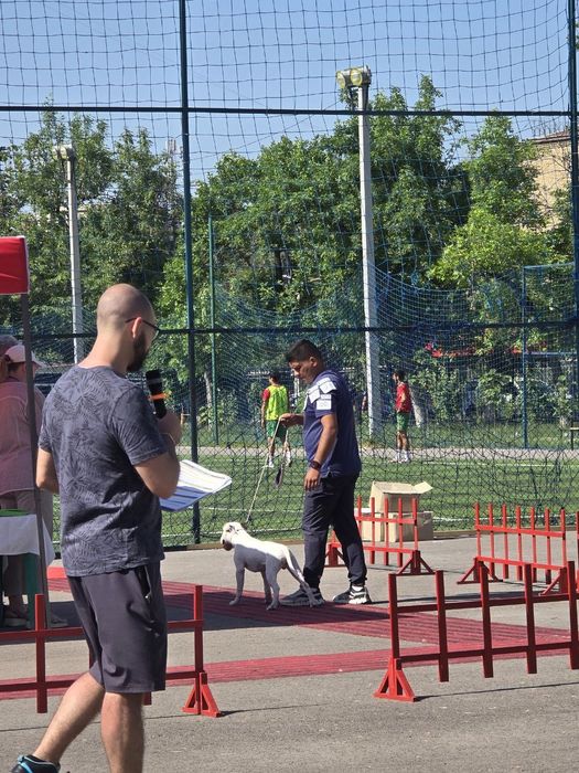 Дрессировка собак