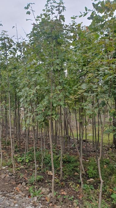 Paltin de munte, paltin verde, paltin de camp