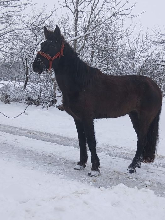 De vânzare sau schimb