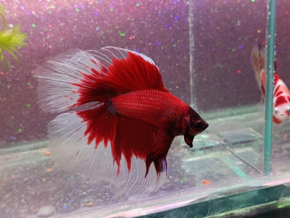 Pesti betta rari : koi,nemo,plakat.veiltail,shortfin,marble