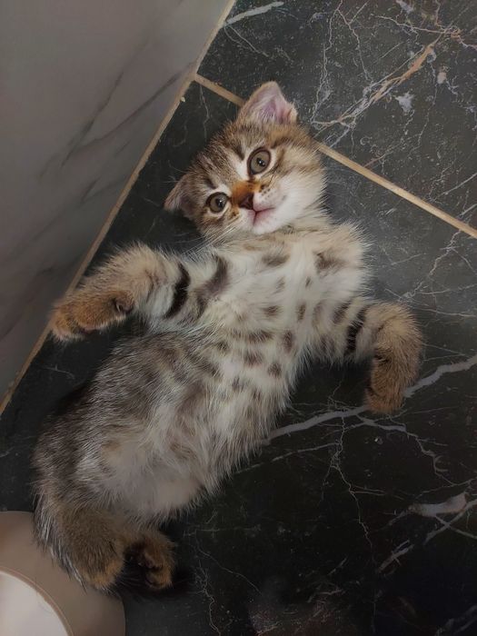 Шотландские котята