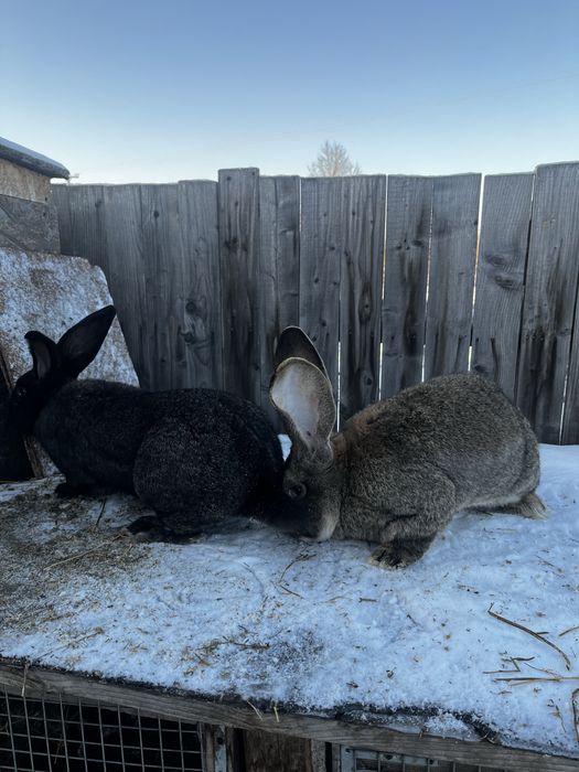 Urias german masculi 1 an