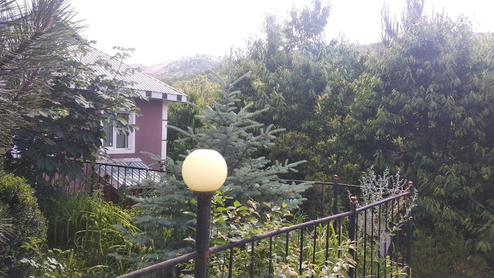 Дача природа в Чимгане