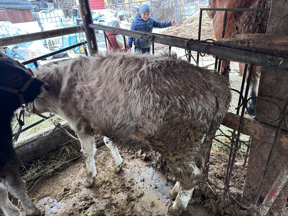 Продам телят 6 месяцев