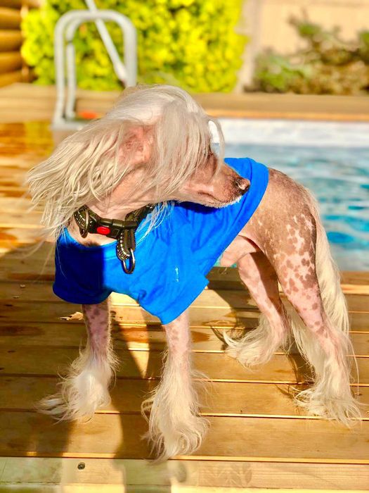 Отдам китайскую хохлатую