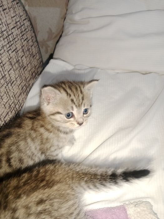 Котята шотландские
