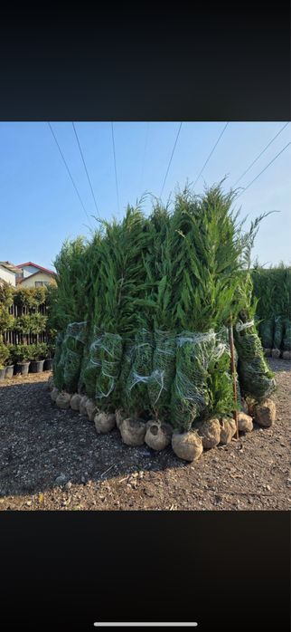 Tuia Leylandii Cupressus- Cel mai bun Pret