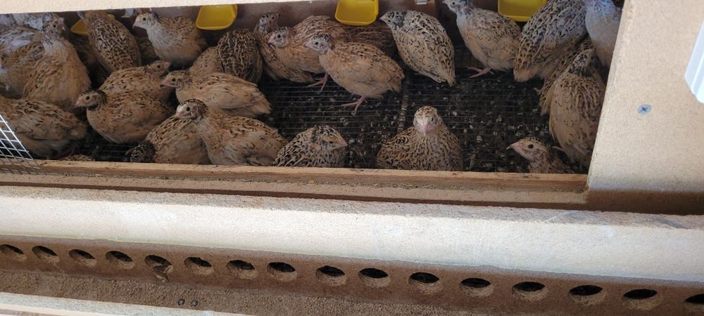 Бөдене  манжур пародасы