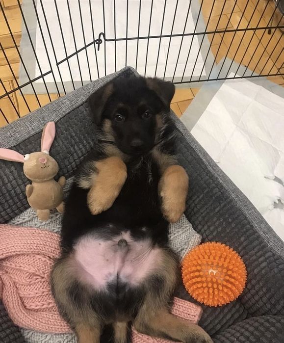 Щенки немца от обученных собак