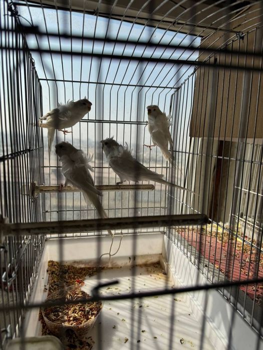 Бабочка  попугайла сотилади