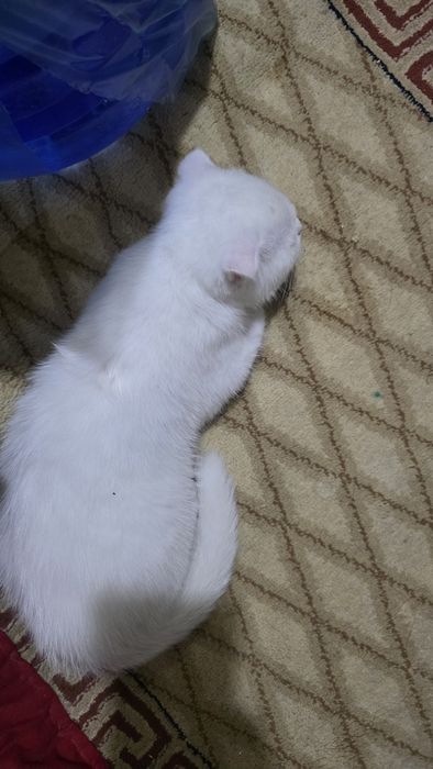 Продаётся пародистый котёнок (Шотландец)