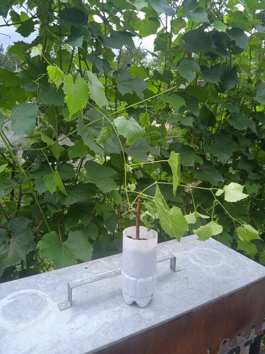 Продам саженцы винограда сорта Изабелла