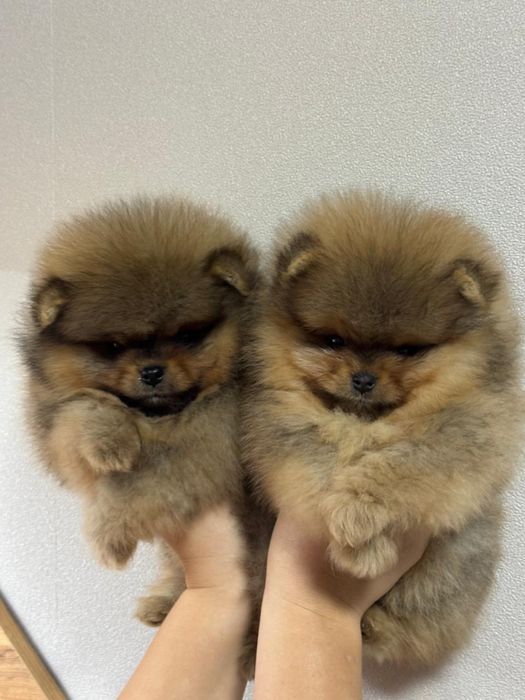 Померанский шпиц