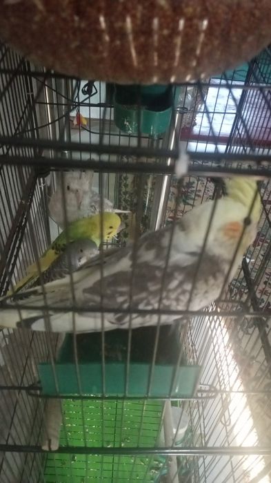 Пара попугаев Карела