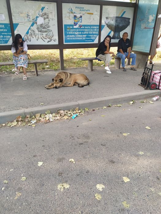 Сабака сабака Село шамалган