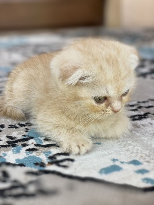 Scottish fold light ginger