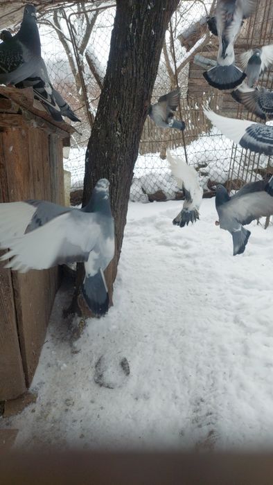 Vând porumbei voiajori