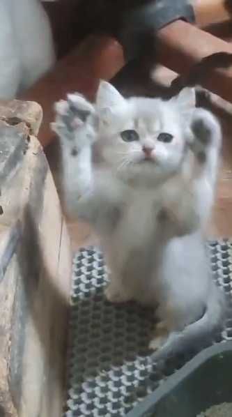 Мальчик-британец