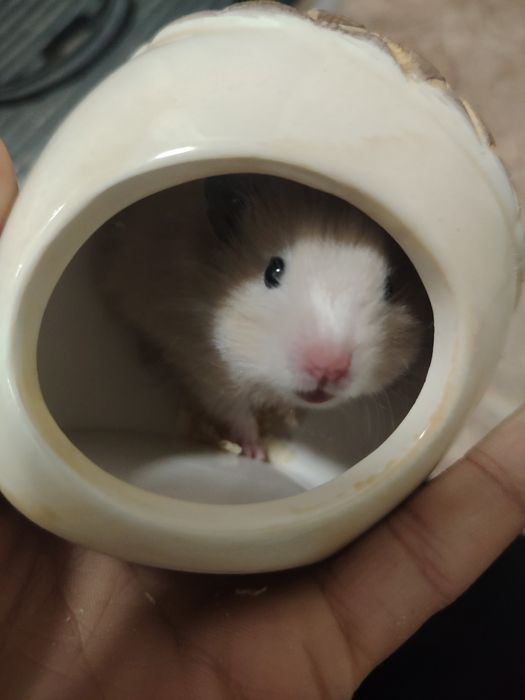 продам хомяк сириский