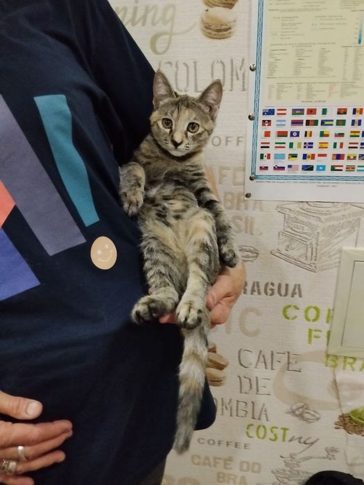 Срочно! В хорошие руки пристраивается домашний котёнок-подрост