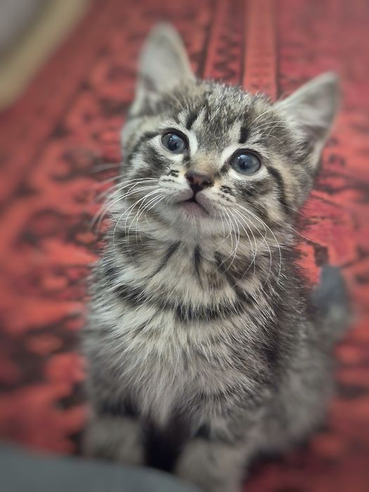 Отдам в добрые руки