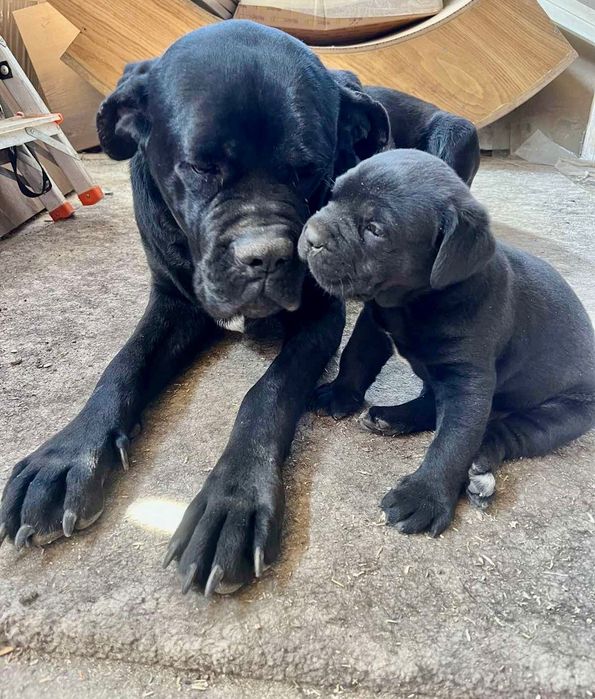 Продавам бебета Кане Корсо