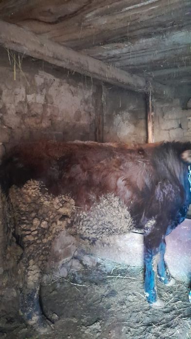 полторашка бык сатам