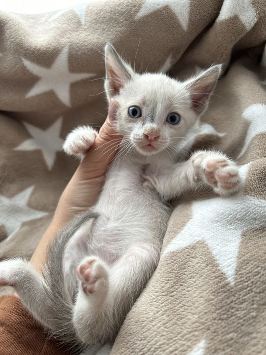 Котята в добрые руки бесплатно