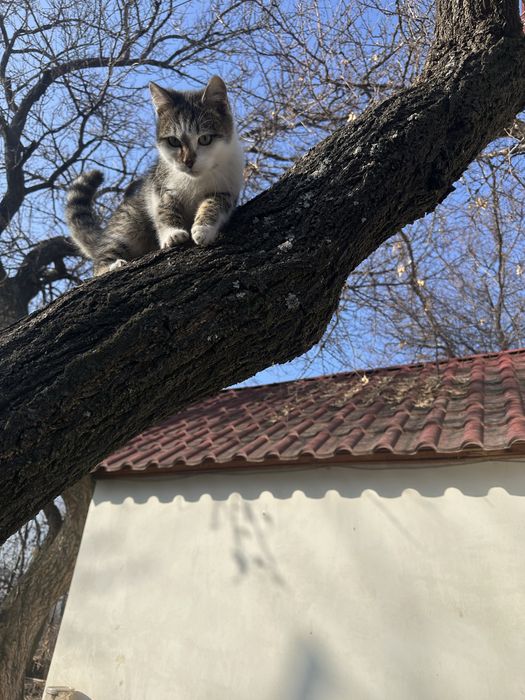 Котята - Крысолов