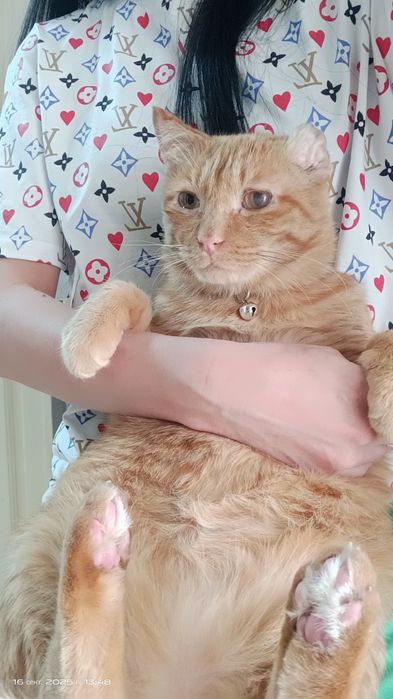 Санни красивый кот