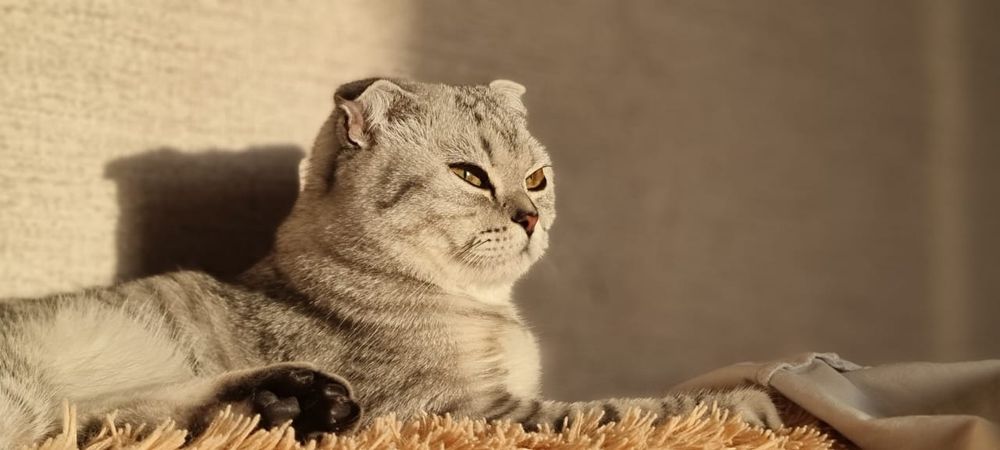 Продам британский вислоухий кошку