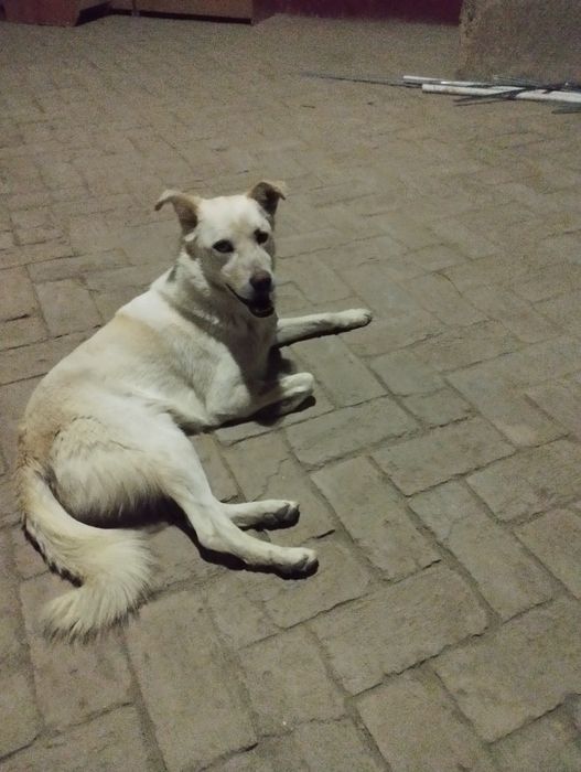 Отдам даром собаку. Срочно!!!