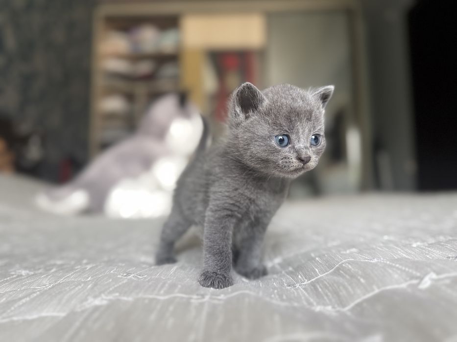 Продам котят британцев