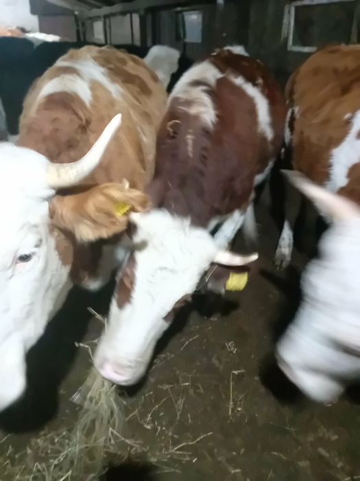 Junici vârstă 2 ani