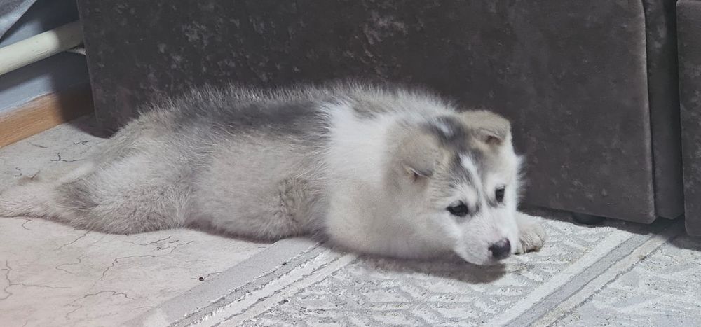 Щенок аляскинского маламута