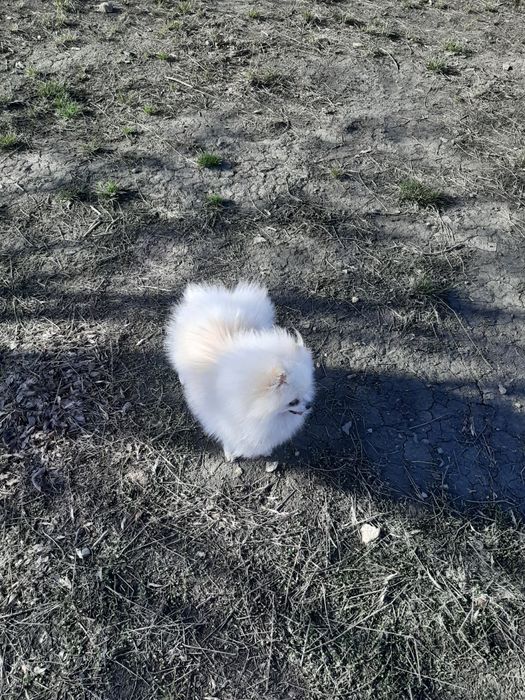 Срочно!!! Продам померанского шпица