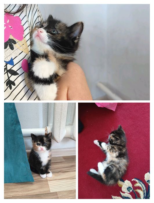 Котята бесплатно