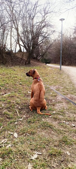 Родезийски риджбек