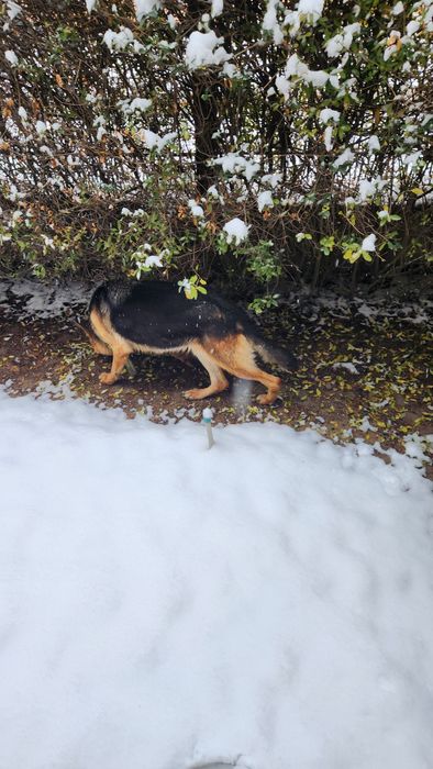 Немецкая овчарка