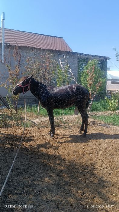 Құнан, жылкы.тай